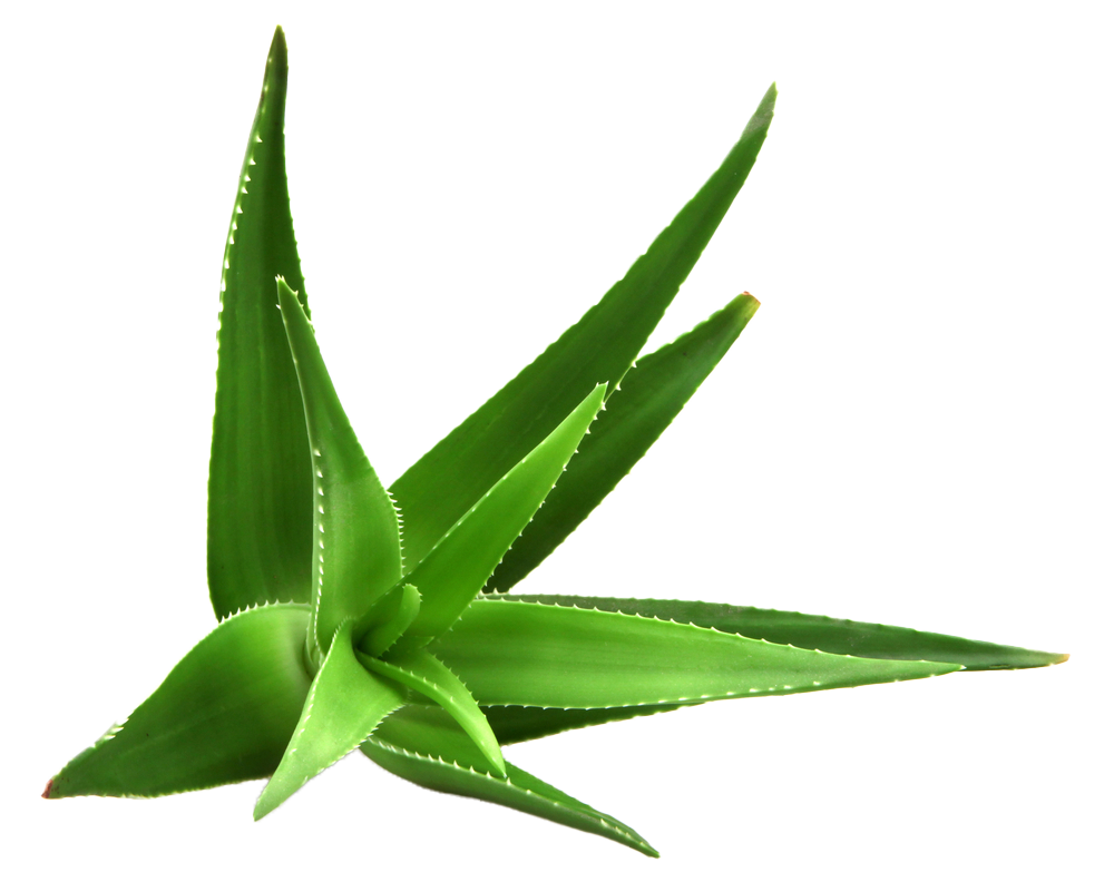 aloe-vera-ecobeas