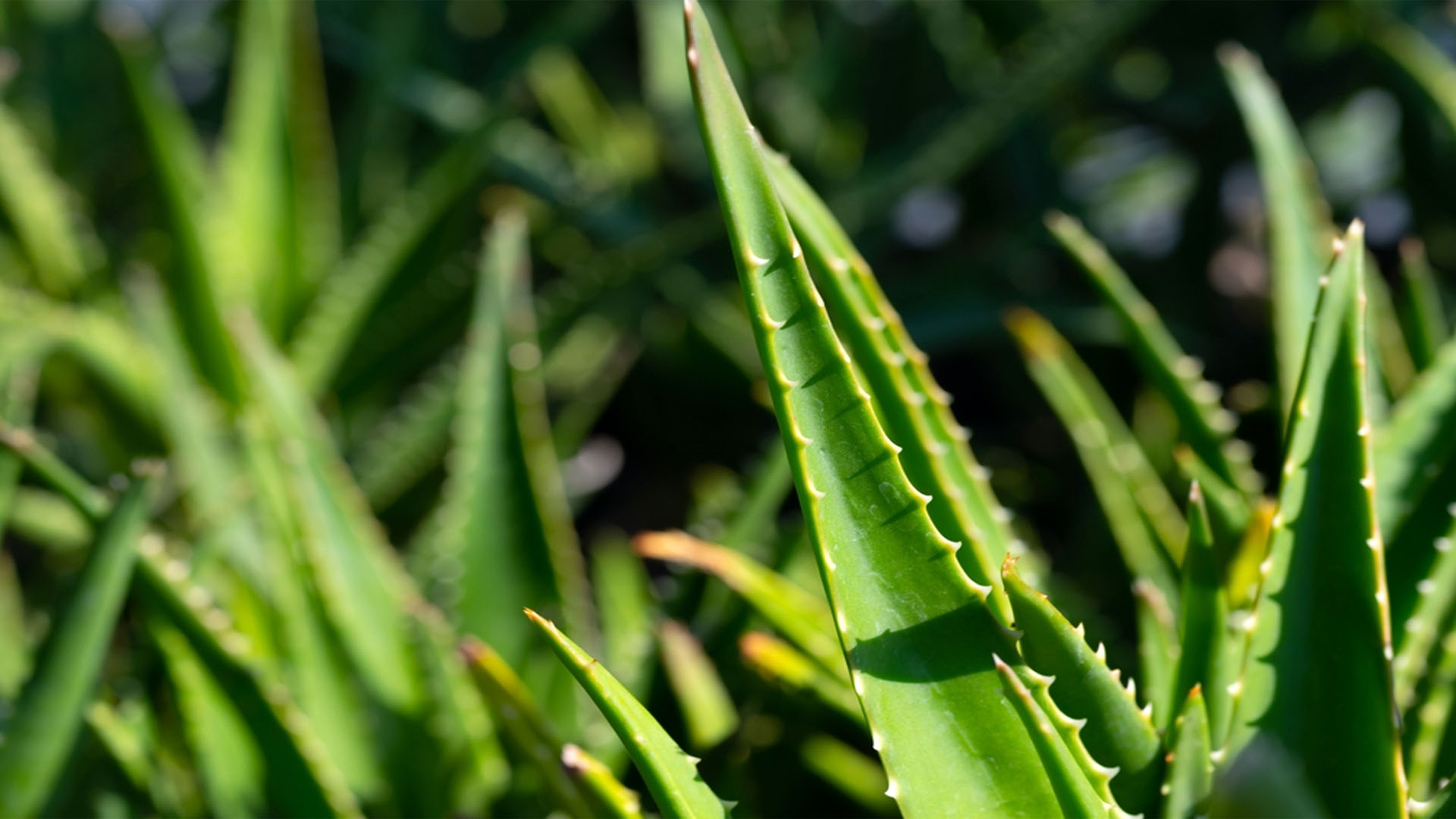 ecobeas-banner-principal-1