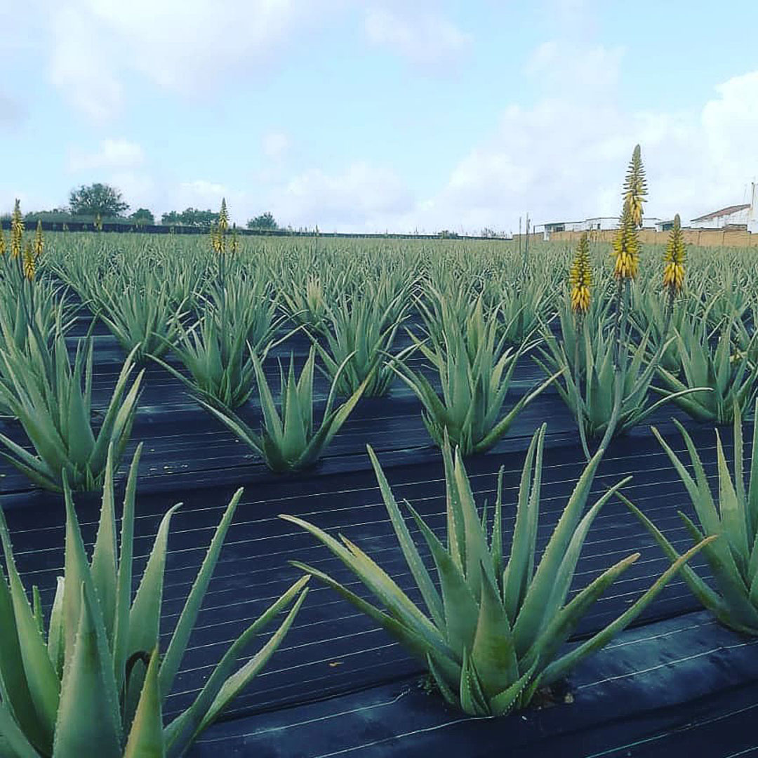 ecobeas-sobre-nosotros-1-2