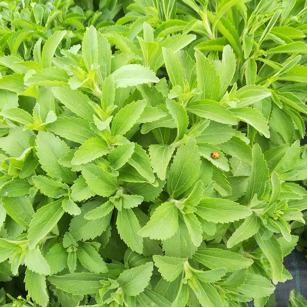 ecobeas-sobre-nosotros-1