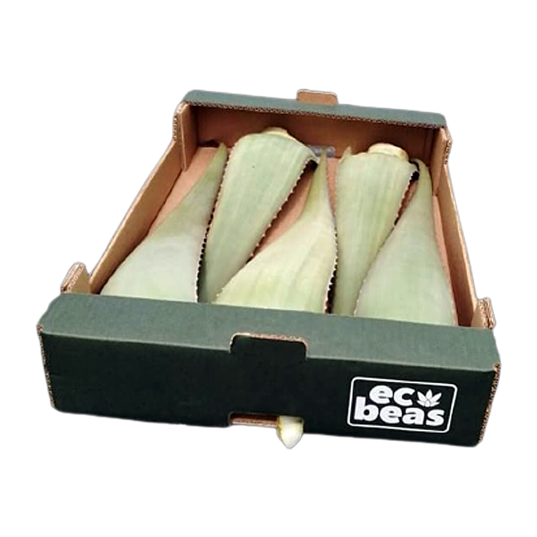 hojas-aloe-vera-producto