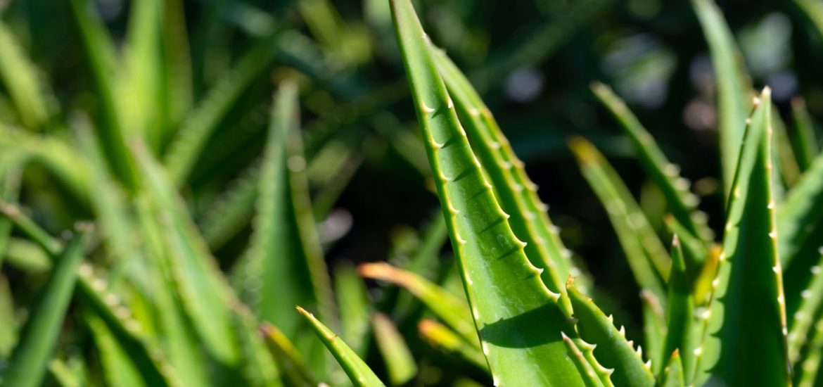 ecobeas-banner-principal-1